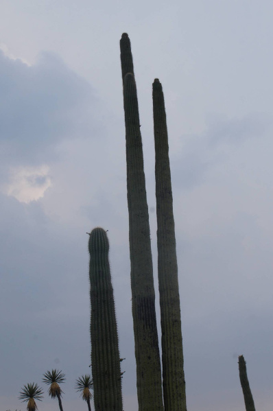 Файл:Neobuxbaumia mezcalaensis.jpg