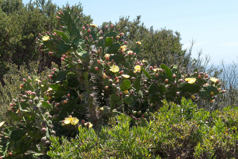 Файл:Opuntia monacantha 515.jpg
