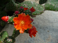 Opuntia quitensis