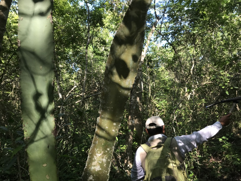 Файл:Pachycereus gaumeri 2.jpg