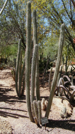 Pachycereus hollianus 1.JPG