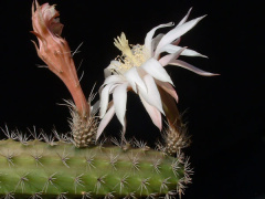 Peniocereus guatemalensis.jpg