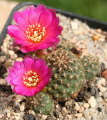 Rebutia steinbachii ssp. steinbachii.jpg