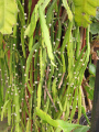 Rhipsalis micrantha