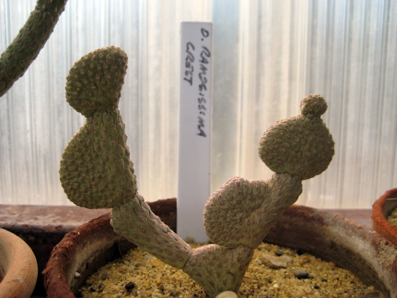 Файл:Cylindropuntia ramosissima f.cristata.jpg