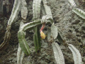 Strophocactus chontalensis