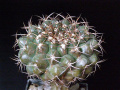 Discocactus ferricola HU 195