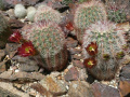 Echinocereus russanthus 4.jpg