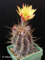 Echinocereus subinermis ssp. ochoterenae MG 260.4.jpg