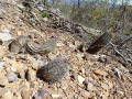 Echinopsis bridgesii ssp. bridgesii 1.JPG