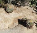 Ferocactus glaucescens 9.JPG