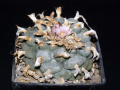 Lophophora williamsii
