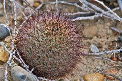 Mammillaria blossfeldiana 0.jpg