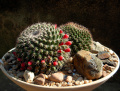 Mammillaria bocensis 2b.jpg