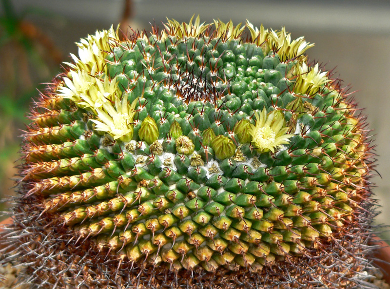 Файл:Mammillaria gigantea 1.jpg