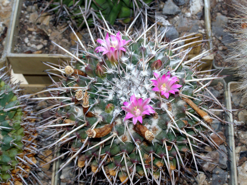 Файл:Mammillaria magnimamma.JPG
