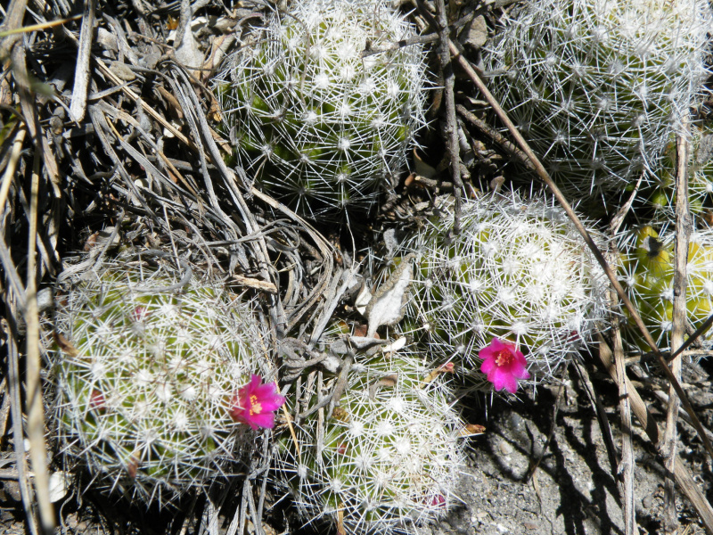 Файл:Mammillaria sphacelata 1.jpg