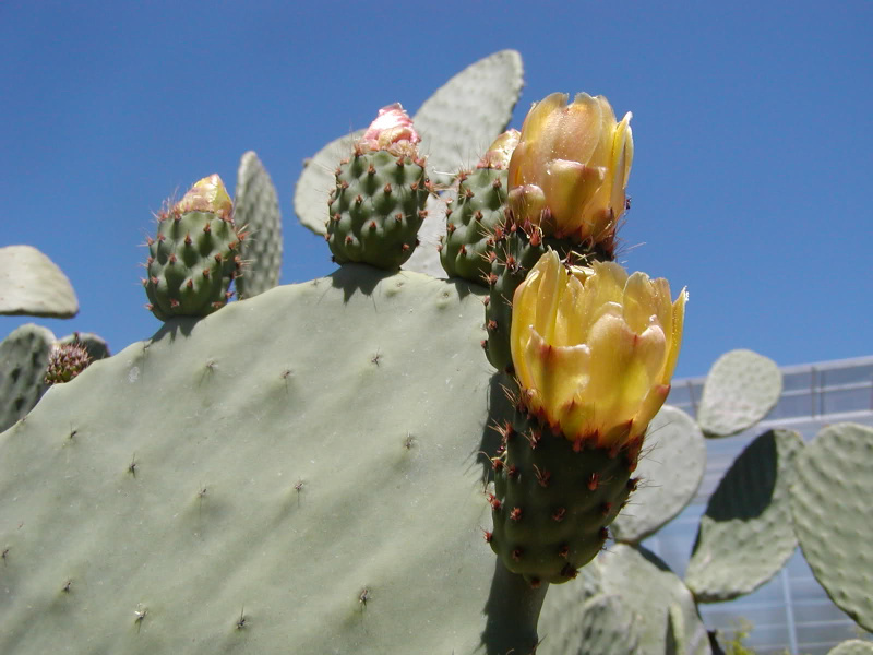Файл:Opuntia ficus-indica.jpg
