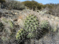 Opuntia sulphurea