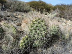 Opuntia sulphurea 2.JPG