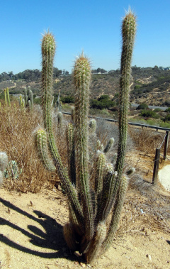 Oreocereus pseudofossulatus 29.JPG