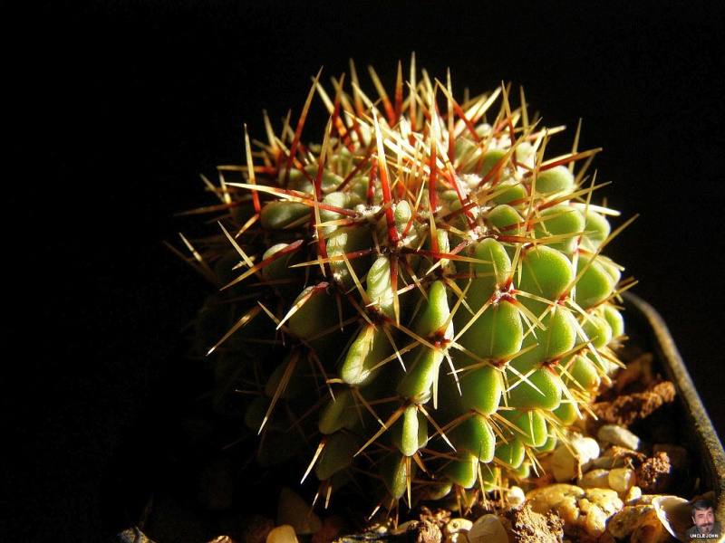 Файл:Parodia buiningii.jpg