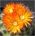 Parodia comarapana 2.jpg