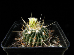 Stenocactus sulphureus 1.jpg