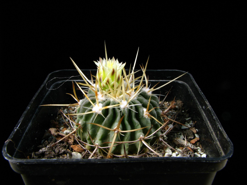 Файл:Stenocactus sulphureus 1.jpg