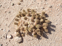 Tephrocactus molinensis 2h.JPG