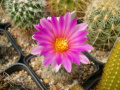 Turbinicarpus beguinii ssp. beguinii