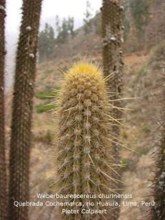 Weberbaurerocereus churinensis.jpg