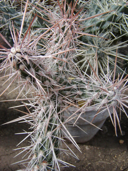Файл:Cylindropuntia californica var. rosarica.jpg