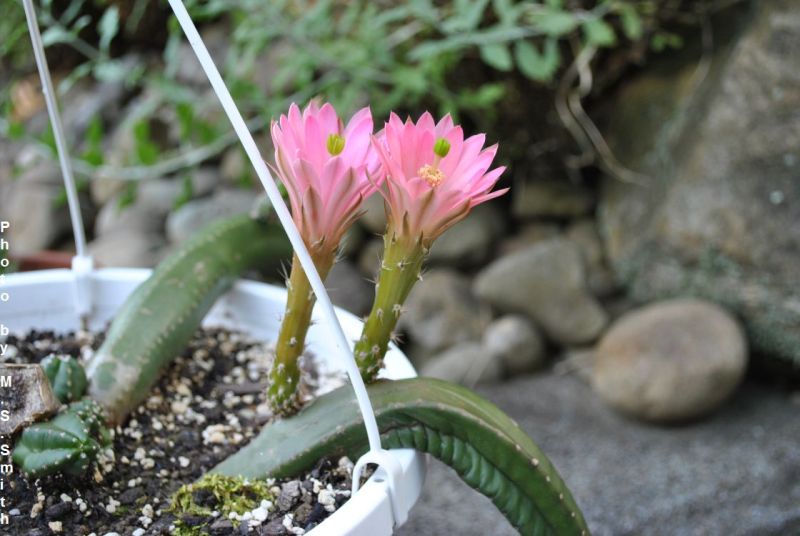 Файл:Echinocereus scheeri ssp. gentryi.jpg