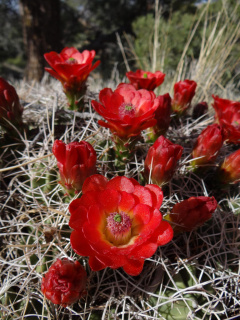 Echinocereus triglochidiatus ssp. mojavensis 01.jpg
