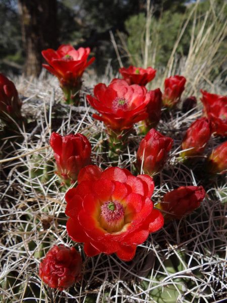 Файл:Echinocereus triglochidiatus ssp. mojavensis 01.jpg