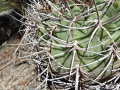Gymnocalycium (catamarcense ssp.) schmidianum