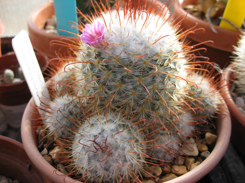 Файл:Mammillaria bombycina 02.jpg