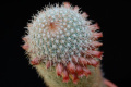 Mammillaria guerreronis 1.jpg