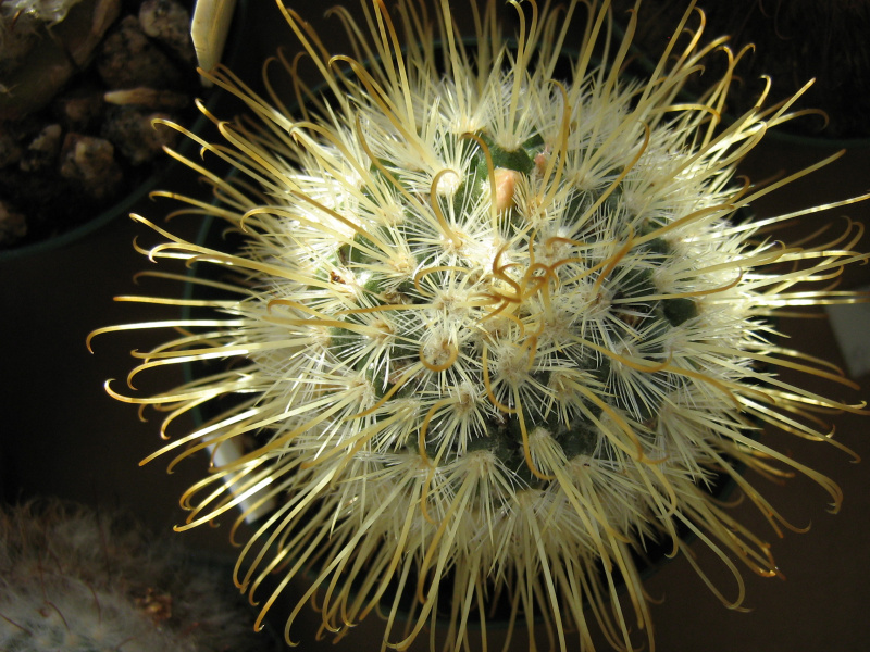 Файл:Mammillaria moelleriana.jpg