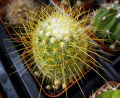 Mammillaria pringlei 10.JPG