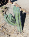 Myrtillocactus cochal