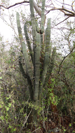 Neobuxbaumia scoparia.jpeg