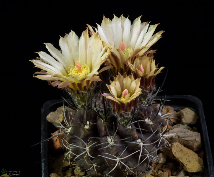 Файл:Neochilenia occulta 1.jpg