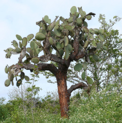 Opuntia galapageia 1.jpg