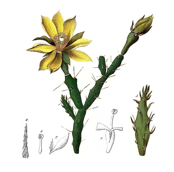 Файл:Opuntia pusilla pm.jpg