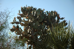 Opuntia quimilo h.jpg