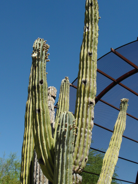 Файл:Pachycereus pringlei 4.JPG