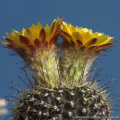 Parodia alacriportana v. brevihamata 17734.jpg