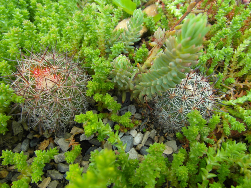 Файл:Pediocactus nigrispinus 7.JPG